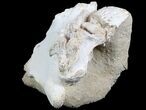 Fossil Crocodile Scute, Vertebra & Bones In Rock #78098-2